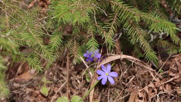 Blomma Blå Blomma Växer Skogen Den Här Blomman Vårens Förebud — Stockvideo