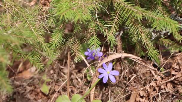 森の中で青い花を咲かせます この花は春の収穫物です 早春の美しさ — ストック動画