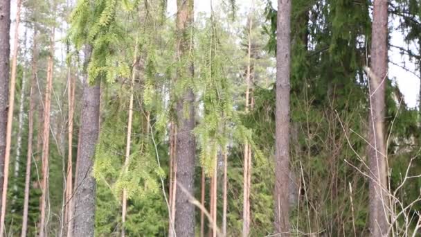 Vidéo Forêt Printanière Par Beau Temps Beau Chant Oiseau — Video