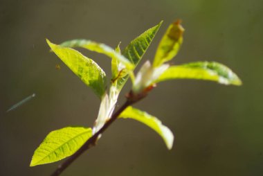 Ağaç dalı tomurcuğu, küçük yeşil yapraklar makro. Yakın plan - bahar mevsimi doğa büyümesi. İlkbaharda, küçük bir örümcekle taze bir yaprak dalı.