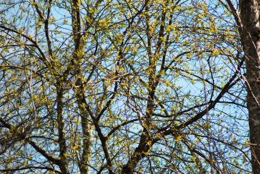 Gökyüzüne karşı ilkbahar manzarası. Aşağıdan görüntüle.