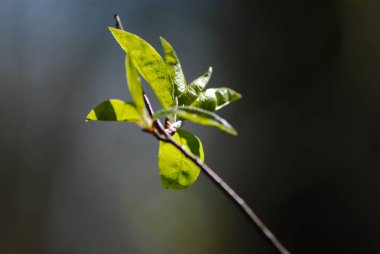 Ağaç dalı tomurcuğu, küçük yeşil yapraklar makro. Yakın plan - bahar mevsimi doğa büyümesi. İlkbaharda, küçük bir örümcekle taze bir yaprak dalı.