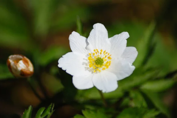 Fleur Blanche Pousse Dans Forêt Cette Fleur Est Présage Printemps — Photo