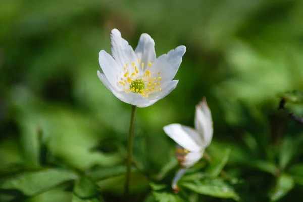 Whiter flower grows in the forest. This flower is a harbinger of spring. Beautiful early spring.