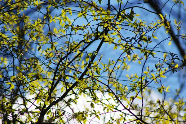 Paesaggio Primaverile Alberi Contro Cielo Vista Dal Basso — Foto Stock