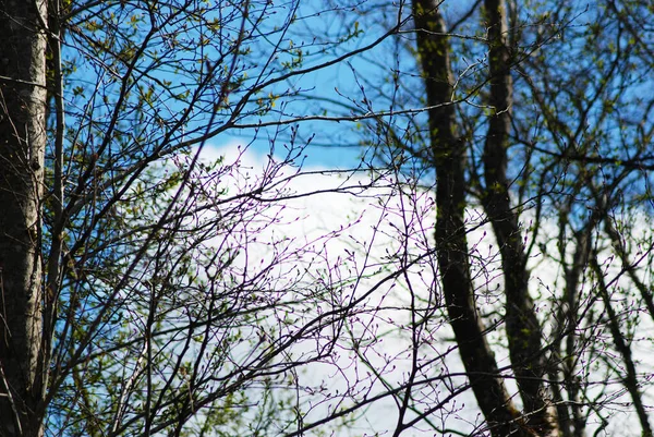 Paisaje Primaveral Árboles Contra Cielo Vista Desde Parte Inferior —  Fotos de Stock