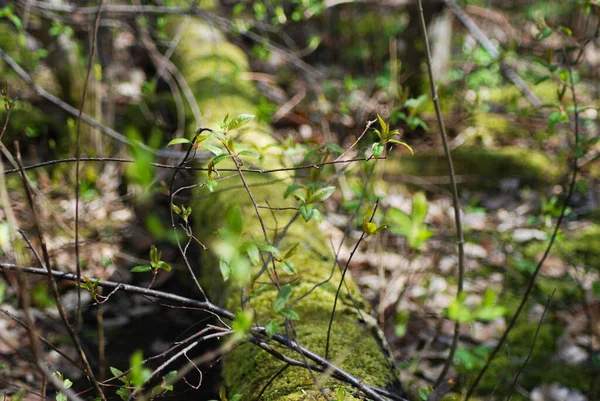 Primer Plano Follaje Primavera Joven Sobre Fondo Madera Podrida Vieja — Foto de Stock