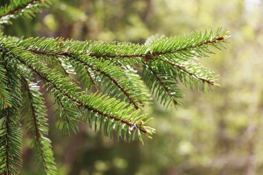 Gökyüzüne karşı ilkbahar manzarası. Aşağıdan görüntüle.