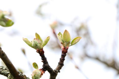 Gökyüzüne karşı ilkbahar manzarası. Aşağıdan görüntüle.