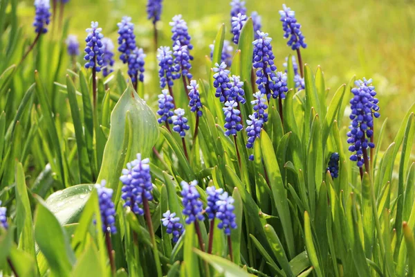 Primer Plano Hermosas Flores Con Hojas Verdes Jardín Hermosa Flor — Foto de Stock