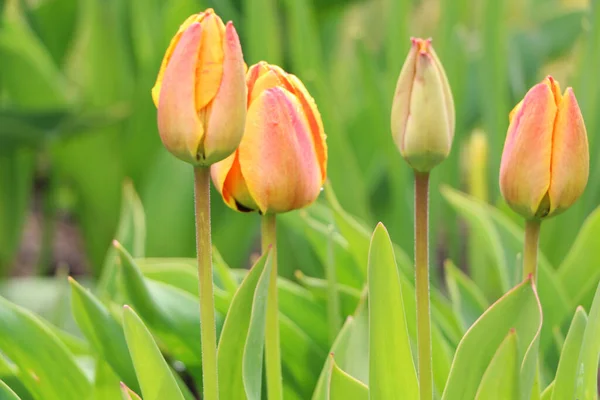 Zbliżenie Różowe Tulipany Zielonymi Liśćmi Ogrodzie Piękny Kwiat Wiosną Pod — Zdjęcie stockowe