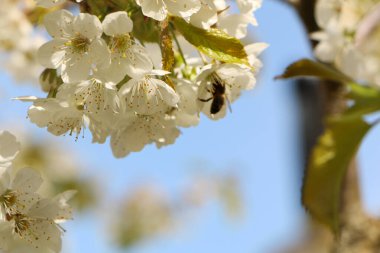 Kavram - güzel bir kiraz çiçeği. Bahar mevsimi için mavi arka planda dalları olan kiraz çiçekleri. Arılar sakura çiçeklerini döller..