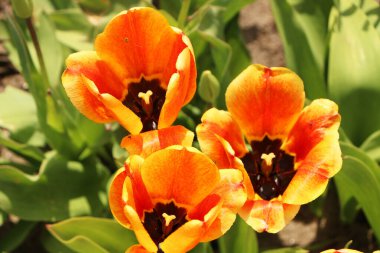 Bahçesinde yeşil yapraklar olan parlak kırmızı lalelerin yakın çekimi. Baharda güneşin altında güzel bir çiçek açar..