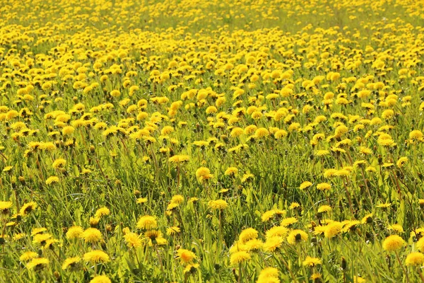 Field with yellow dandelions on a green grass background. Close-up - a beautiful yellow field of dandelions.