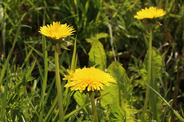 Field with yellow dandelions on a green grass background. Close-up - a beautiful yellow field of dandelions.