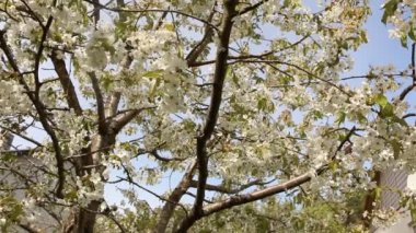 Kavram - güzel bir kiraz çiçeği. Bahar mevsimi için mavi arka planda dalları olan kiraz çiçekleri. Arılar sakura çiçeklerini döller..