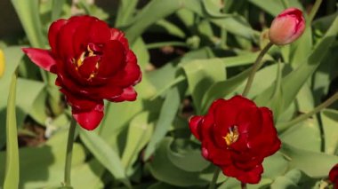 Bahçesinde yeşil yapraklar olan parlak kırmızı lalelerin yakın çekimi. Baharda güneşin altında güzel bir çiçek açar..
