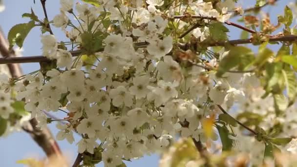 Concept Beautiful Cherry Flower Cherry Blossoms Branch Blue Background Spring — Stock Video