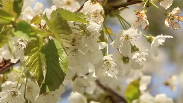 콘셉트 아름다운 봄철에 배경에 벚꽃에 수분을 — 비디오
