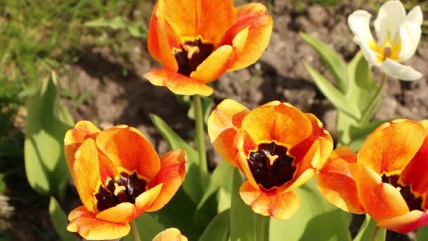 Nahaufnahme Von Leuchtend Roten Tulpen Mit Grünen Blättern Garten Schöne — Stockvideo