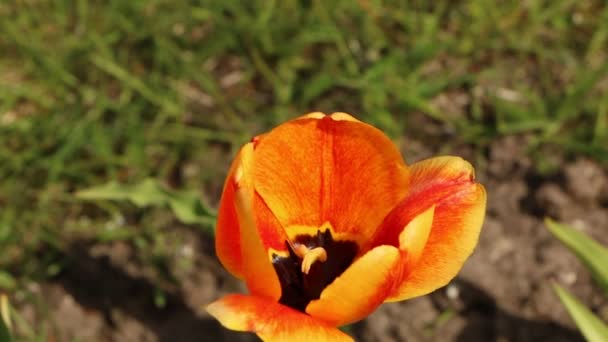 Gros plan de tulipes rouge vif avec des feuilles vertes dans le jardin. Belle fleur au printemps sous la lumière du soleil .