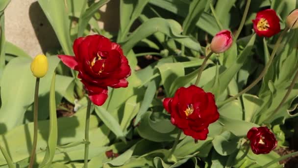 庭に緑の葉を持つ明るい赤いチューリップの閉鎖 太陽の下で春に美しい花 — ストック動画