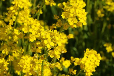 Kırsalda mavi gökyüzüne karşı sarı çiçekli güzel bir kolza tohumu çayırı..