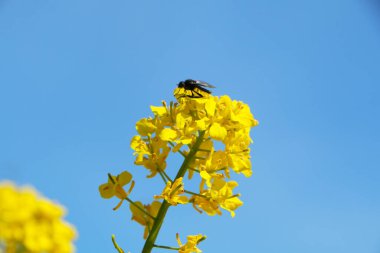 Kırsalda mavi gökyüzüne karşı sarı çiçekli güzel bir kolza tohumu çayırı..