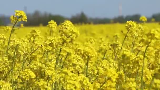 Piękna Łąka Rzepakowa Żółtymi Kwiatami Wsi Przeciwko Błękitnemu Niebu — Wideo stockowe