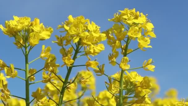 Belle Prairie Colza Avec Des Fleurs Jaunes Dans Campagne Contre — Video