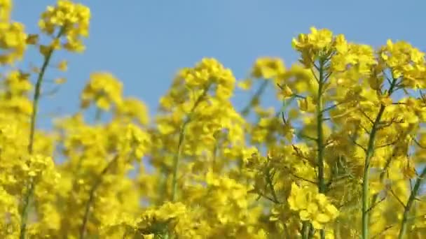 Mooie Koolzaad Weide Met Gele Bloemen Het Platteland Tegen Een — Stockvideo