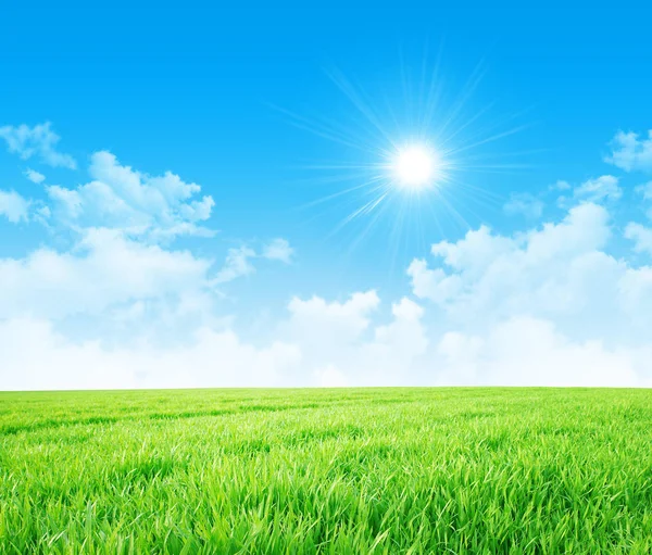 Frühlingswiese und Sonne am blauen Himmel — Stockfoto