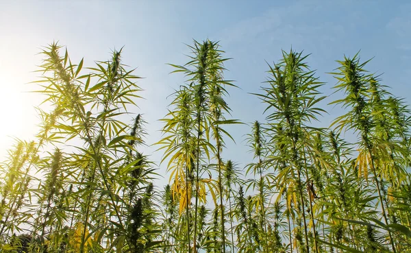Campo de planta de cannabis con brotes en el fondo del cielo azul — Foto de Stock