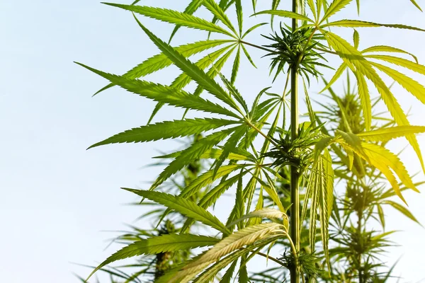 Gren av cannabisplantan med knoppar på blå himmel bakgrund — Stockfoto