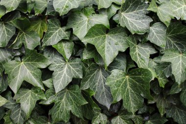Ivy doku arka plan