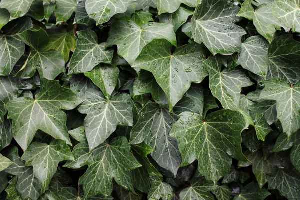 Ivy texture background