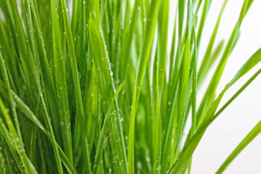 Çiy damlalı taze çimen.