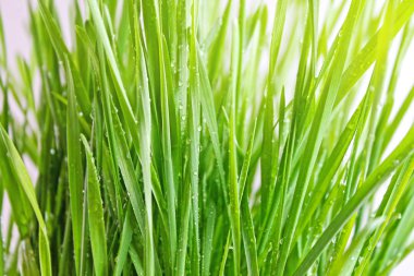 Çiy damlalı taze çimen.