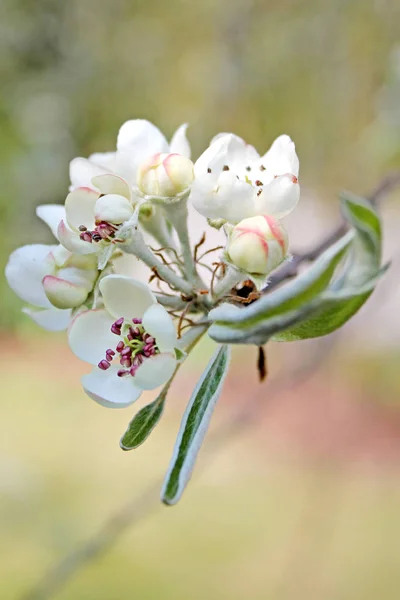 Jarní kvetoucí closeup — Stock fotografie