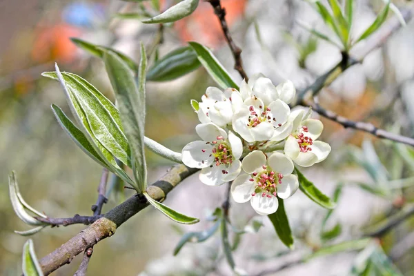 Jarní kvetoucí closeup — Stock fotografie