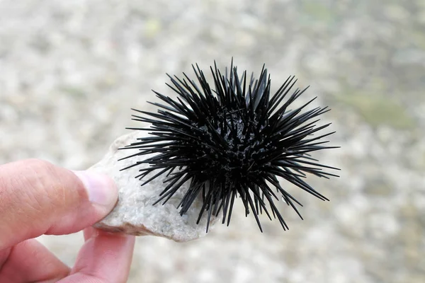 Sea urchin in hand — Stock Photo, Image