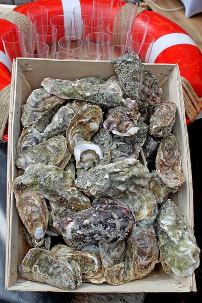 Fresh oysters for party. — Stock Photo, Image