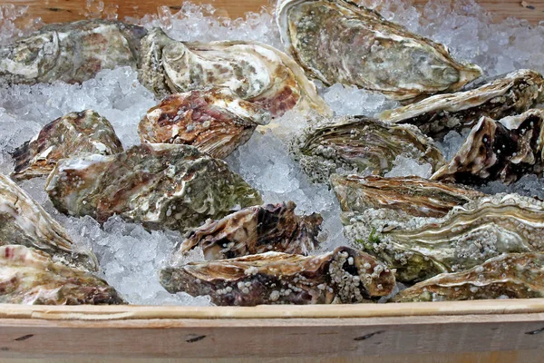 Fresh oysters for sale. — Stock Photo, Image