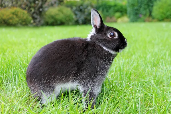 Petit lapin noir sur fond d'herbe verte.Lapin nain des pays-Bas