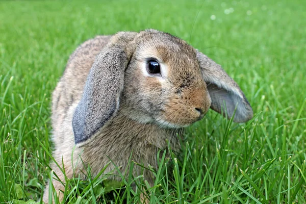 Brown Lop Earred Rabbit Green Grass Background — Stock Photo, Image