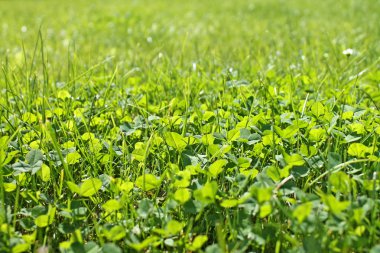 Yonca arka plan yakın çekim. Bahar çim.