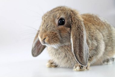 Beyaz arka plan üzerinde kahverengi Lop-earred tavşan. Stüdyoda çekim.