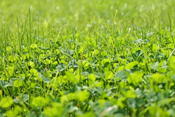 Klaver Achtergrond Close Lente Gazon — Stockfoto