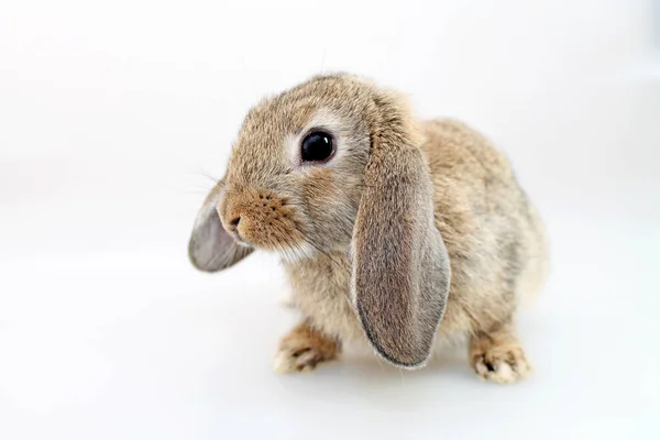 Brown Lop Earred Rabbit White Background Shooting Studio — Stock Photo, Image