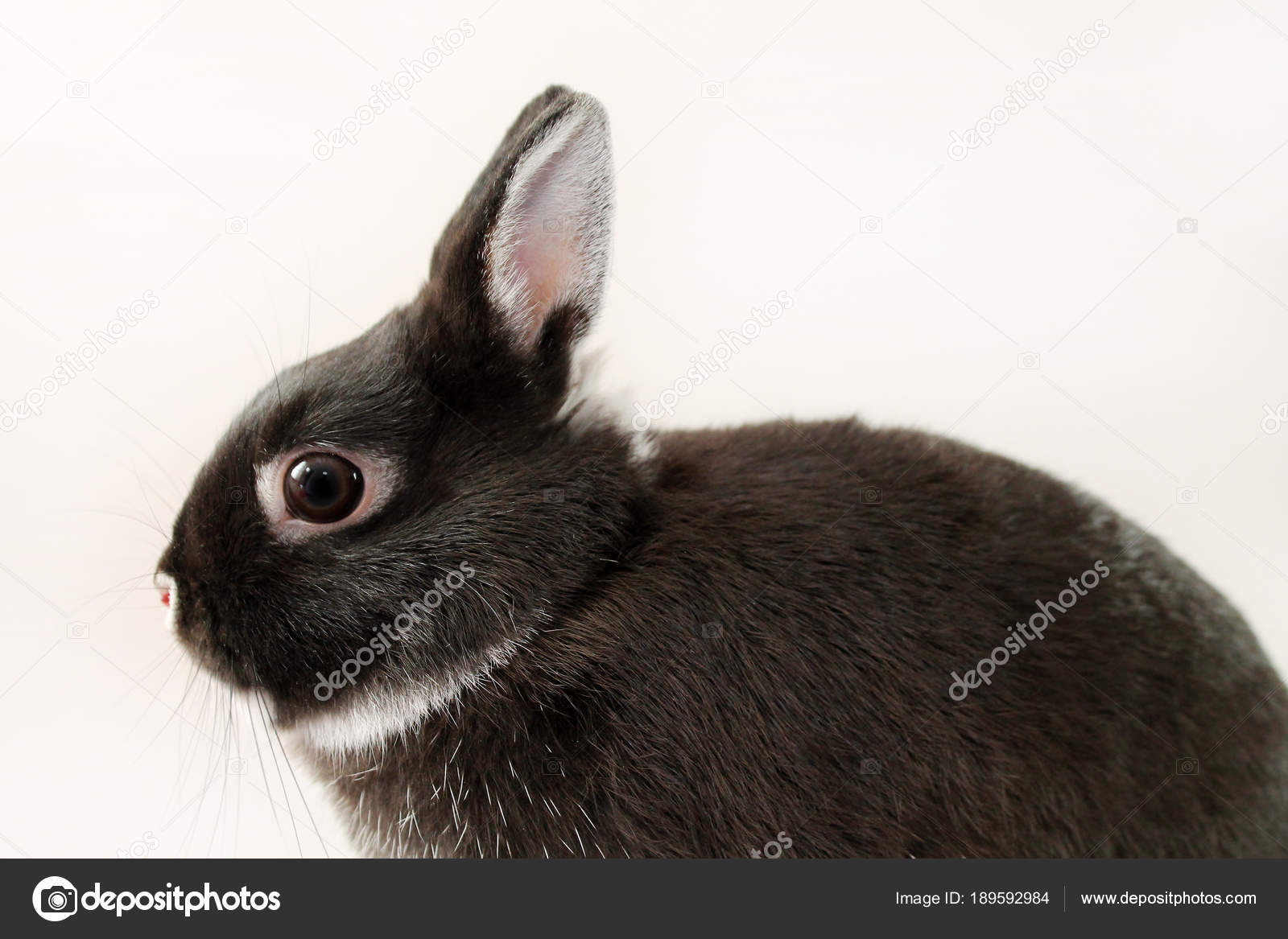 black and white dwarf rabbit